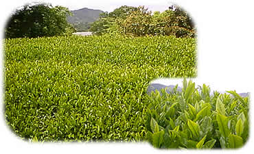 �ے�����,���R�����蒃��